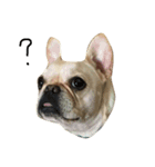 Mochi-French Bulldog（個別スタンプ：7）