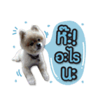 Mooyong the Pomeranian（個別スタンプ：7）