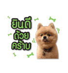 Mooyong the Pomeranian（個別スタンプ：11）