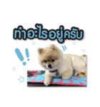 Mooyong the Pomeranian（個別スタンプ：13）