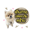 Mooyong the Pomeranian（個別スタンプ：14）