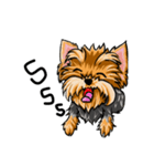 Yorkshire Terrier and Friends（個別スタンプ：1）