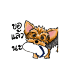 Yorkshire Terrier and Friends（個別スタンプ：7）