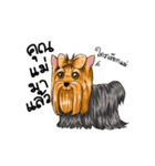 Yorkshire Terrier and Friends（個別スタンプ：9）