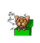 Yorkshire Terrier and Friends（個別スタンプ：13）