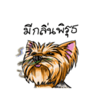 Yorkshire Terrier and Friends（個別スタンプ：16）