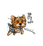 Yorkshire Terrier and Friends（個別スタンプ：17）