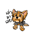 Yorkshire Terrier and Friends（個別スタンプ：22）