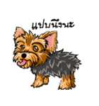 Yorkshire Terrier and Friends（個別スタンプ：31）