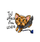 Yorkshire Terrier and Friends（個別スタンプ：40）