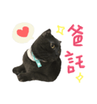 Scottish Fold DaDa Say（個別スタンプ：3）