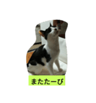 我が家のマヨだよ家の猫だよ可愛い（個別スタンプ：2）