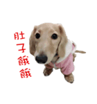 daidai-dachshund（個別スタンプ：3）