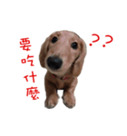 daidai-dachshund（個別スタンプ：5）