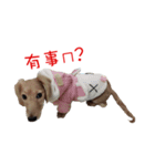 daidai-dachshund（個別スタンプ：6）