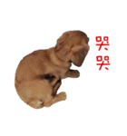 daidai-dachshund（個別スタンプ：7）