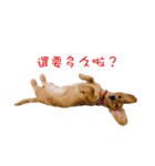 daidai-dachshund（個別スタンプ：8）