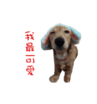 daidai-dachshund（個別スタンプ：11）