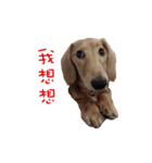 daidai-dachshund（個別スタンプ：12）