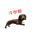 daidai-dachshund（個別スタンプ：16）