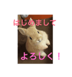 monaka rabbit picuture 3（個別スタンプ：1）