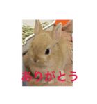 monaka rabbit picuture 3（個別スタンプ：2）