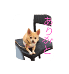 Chihuahuaメル（個別スタンプ：6）