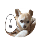 Chihuahuaメル（個別スタンプ：7）