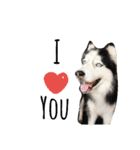 Husky ＆ Pomeranian（個別スタンプ：5）