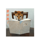 Yuuki shibainu ver1（個別スタンプ：1）