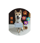 Yuuki shibainu ver1（個別スタンプ：3）