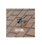 動物 麒麟きりん リス 中国語ネズミ写真（個別スタンプ：4）