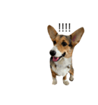 CorgiPP（個別スタンプ：2）