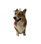 CorgiPP（個別スタンプ：7）