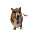 CorgiPP（個別スタンプ：9）