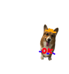 CorgiPP（個別スタンプ：17）