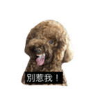 DOG BOMI HEMI（個別スタンプ：1）