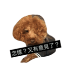 DOG BOMI HEMI（個別スタンプ：4）