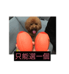 DOG BOMI HEMI（個別スタンプ：8）