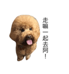 DOG BOMI HEMI（個別スタンプ：13）