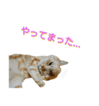 【名古屋弁】猫のあんずです。（個別スタンプ：4）