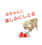 【名古屋弁】猫のあんずです。（個別スタンプ：10）