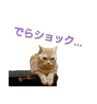 【名古屋弁】猫のあんずです。（個別スタンプ：11）