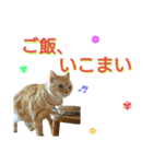 【名古屋弁】猫のあんずです。（個別スタンプ：13）