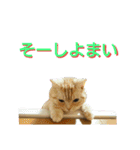 【名古屋弁】猫のあんずです。（個別スタンプ：15）