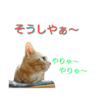 【名古屋弁】猫のあんずです。（個別スタンプ：22）