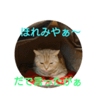 【名古屋弁】猫のあんずです。（個別スタンプ：28）