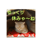 【名古屋弁】猫のあんずです。（個別スタンプ：32）