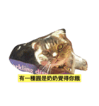 LaLabao is a cat（個別スタンプ：1）