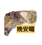 LaLabao is a cat（個別スタンプ：3）